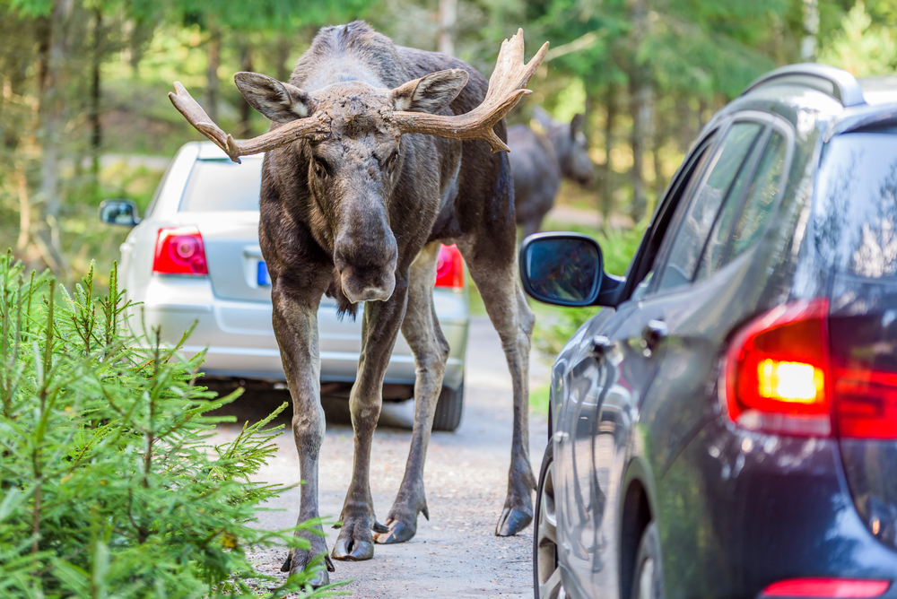 Bull moose standing in between two cars on a road.