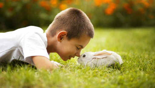 Portrait of a boy laying in the grass pressing his nose to a white rabbit's nose.
