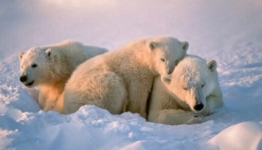 Three polar bears snuggled together in a snowbank.