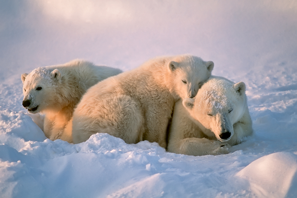 Three polar bears snuggled together in a snowbank.