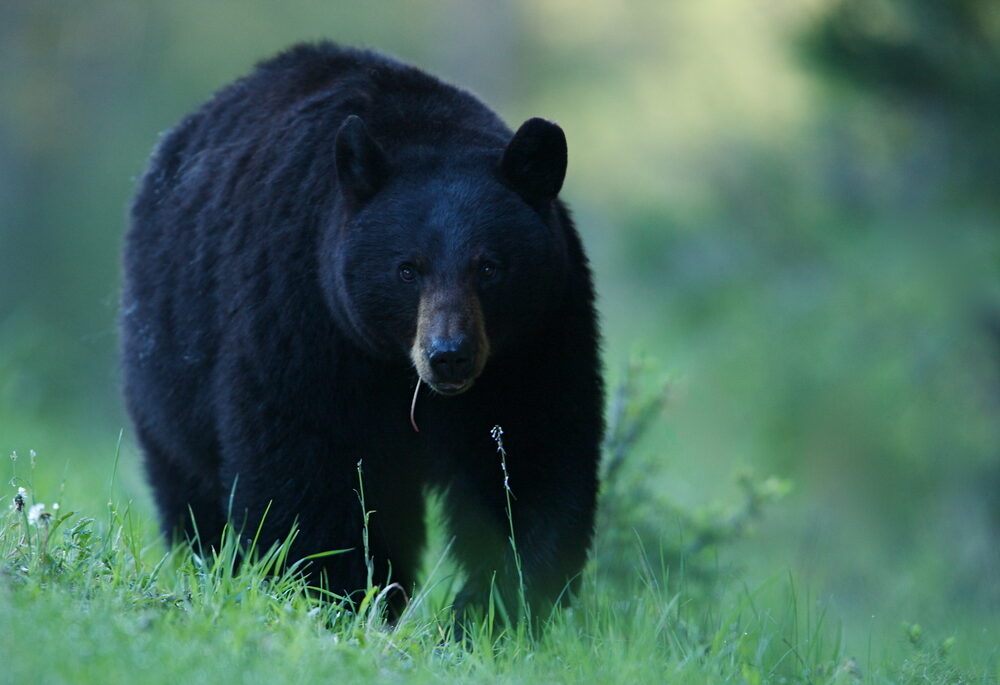 Black bear walking in afield of green grass.