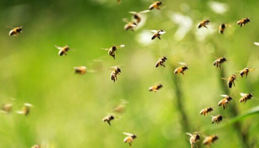 Swarm of bees flying over a green field.