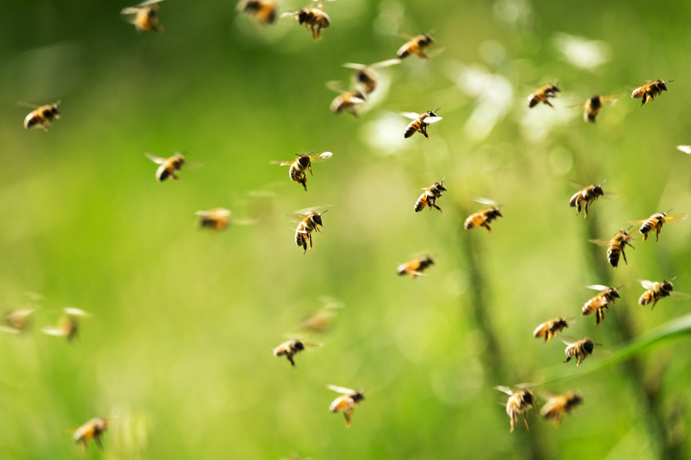 Swarm of bees flying over a green field.