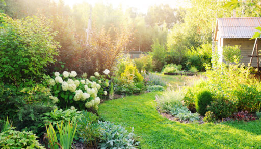 Sun shining on a lush, green garden with white flowers and a wooden shed.