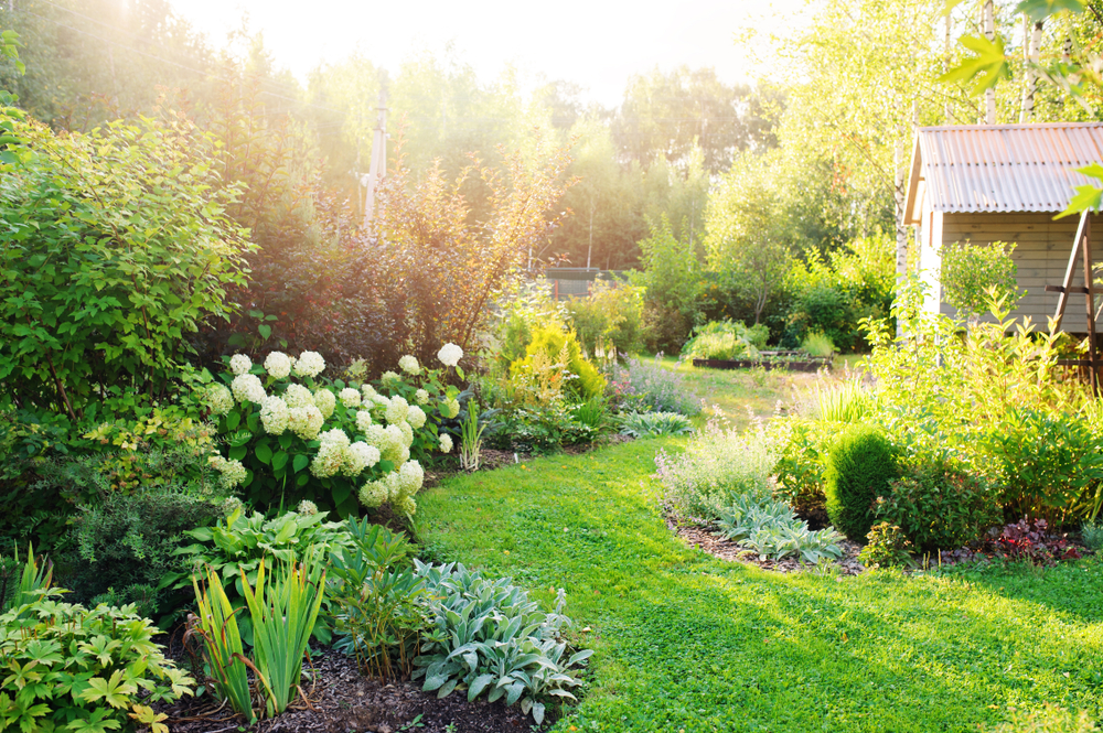 Sun shining on a lush, green garden with white flowers and a wooden shed.