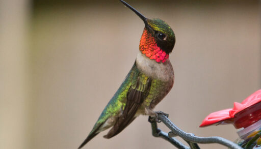 Ruby-Throated hummingbird standing on the metal rung of a bird feeder.