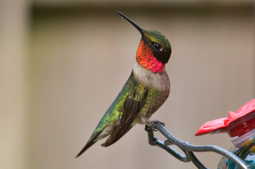 Ruby-Throated hummingbird standing on the metal rung of a bird feeder.