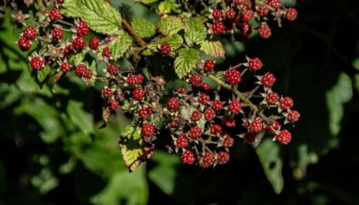 Close-up of a wild raspberry bush with green leaves and red berries growing on it.
