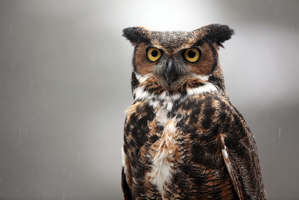 Close-up of a Great Horned Owl.