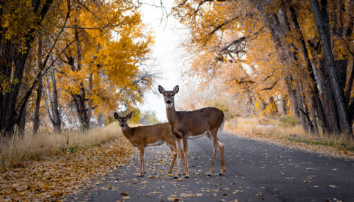 Two deer crossing a road surrounded by trees with orange leaves.
