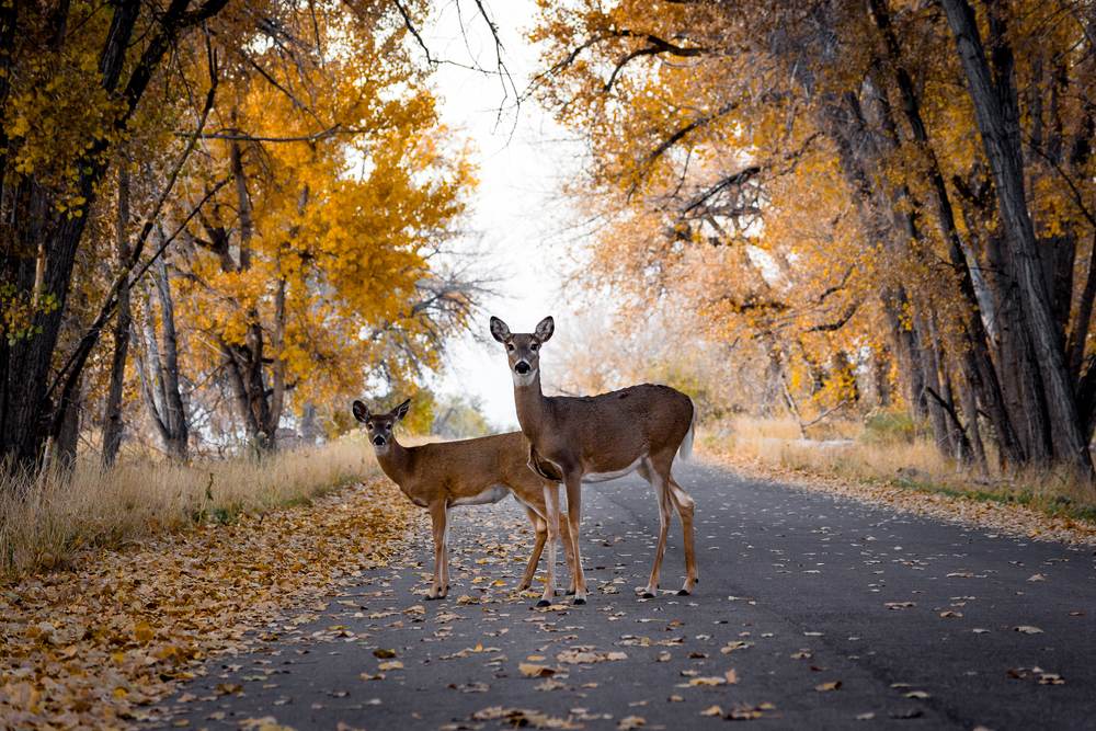 Two deer crossing a road surrounded by trees with orange leaves.