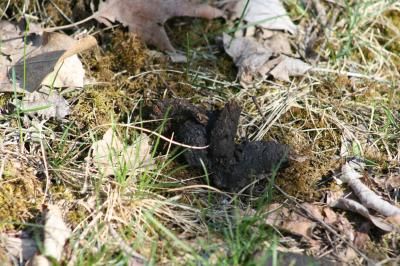 Raccoon droppings