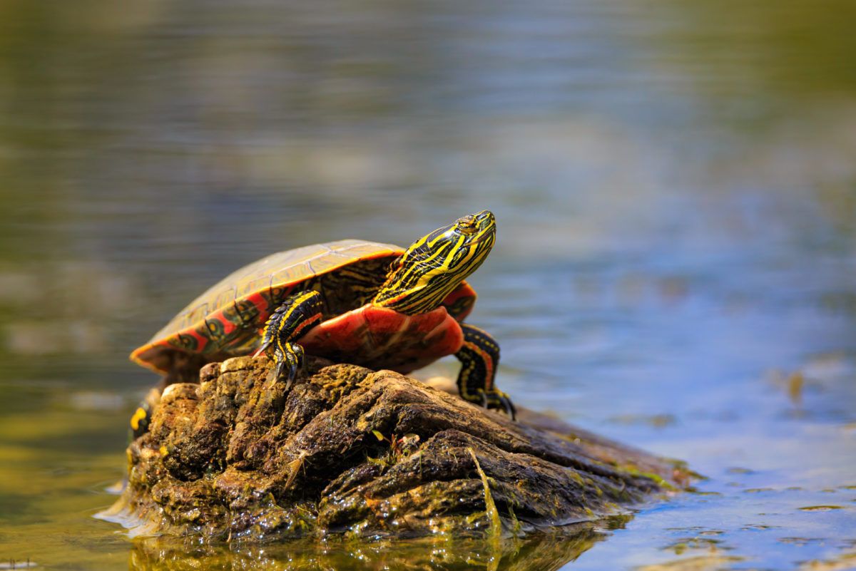 Painted turtle basking on wood in water