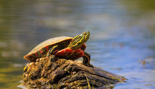 Painted turtle basking on wood in water
