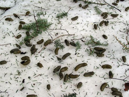 Porcupine droppings