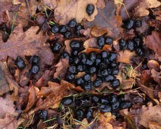 Deer droppings