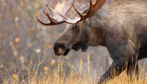 Close-up of a brown moose with antlers walking in a field of brown grass.
