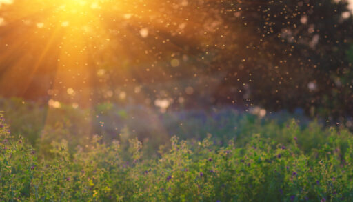 Sun shining on a grassy meadow.