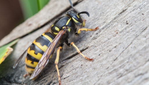 Close-up of a black and yellow wasp on a piece of wood.