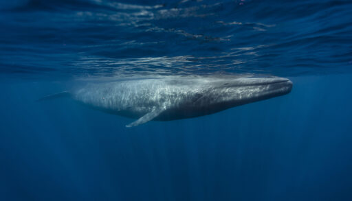 Underwater view of a Blue Whale swimming in the ocean.