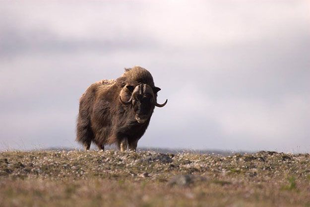 Go on a wildlife safari