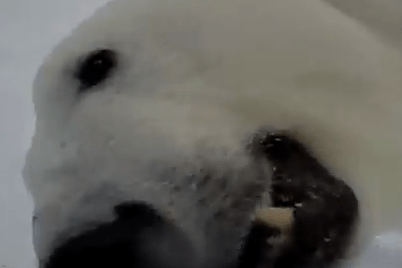 Polar bear