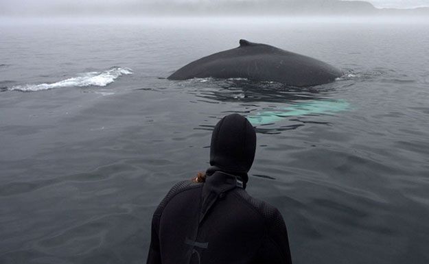 Swim and kayak with whales