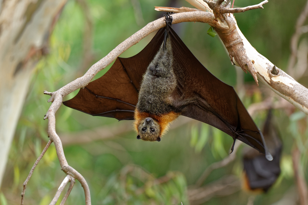 Brown bat hanging upside down on a tree branch.