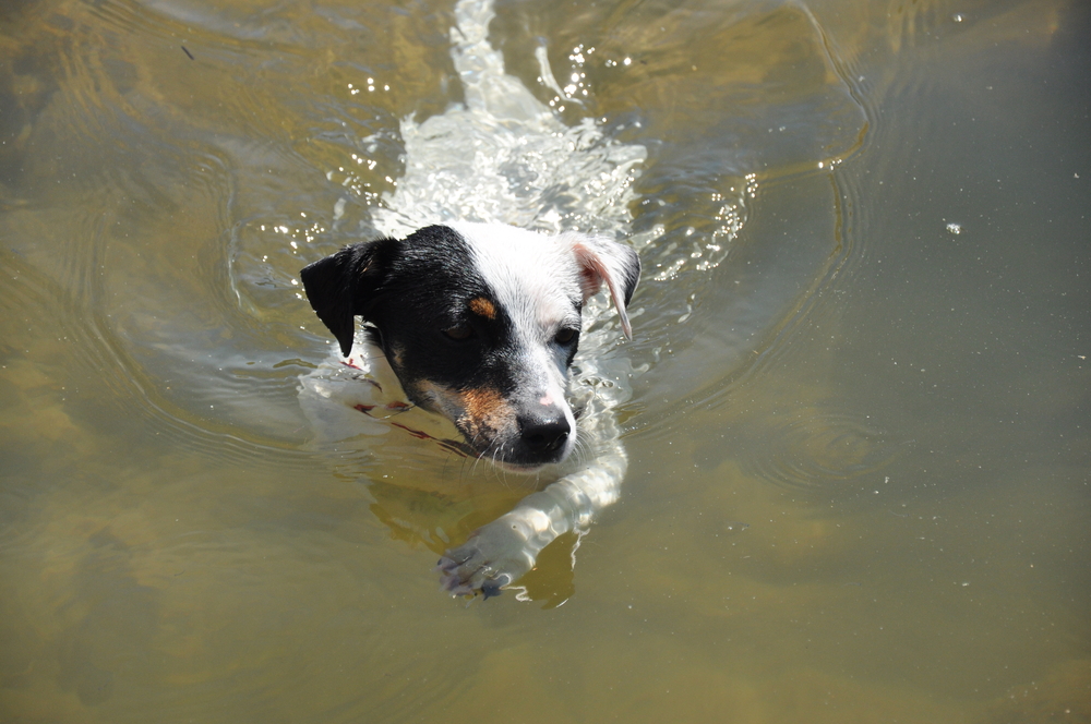 Small dog swimming in water.