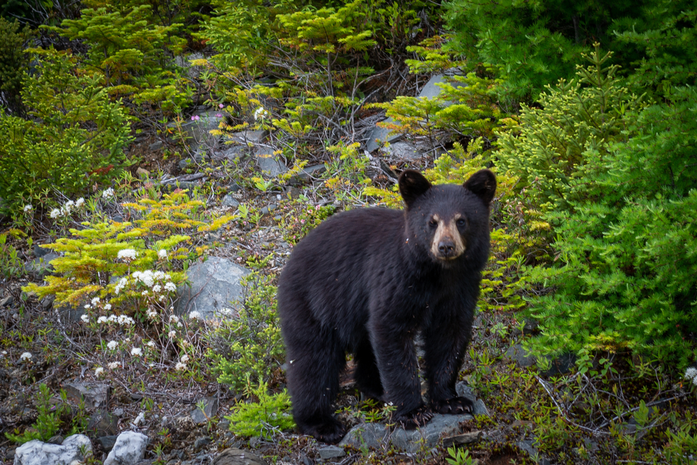 Young black bear standing on a rock in the middle of a forest.