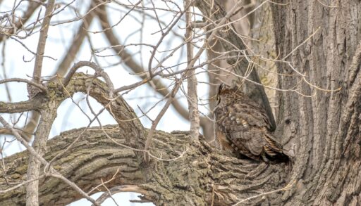 Great Horned owl with its back to the camera camouflaged in a tree.