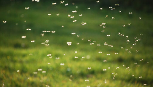 Swarm of mosquitos flying over a green field.