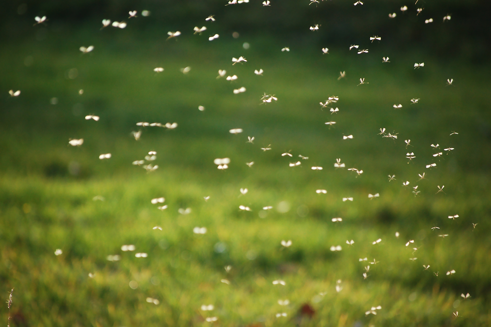 Swarm of mosquitos flying over a green field.