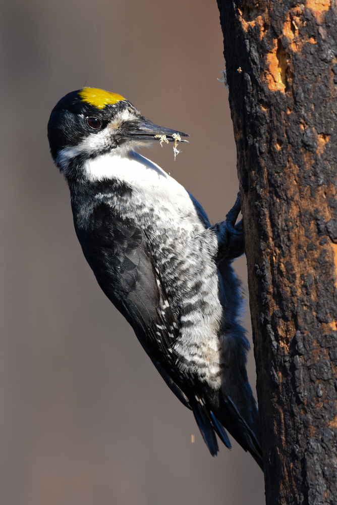 Black-backed woodpecker
