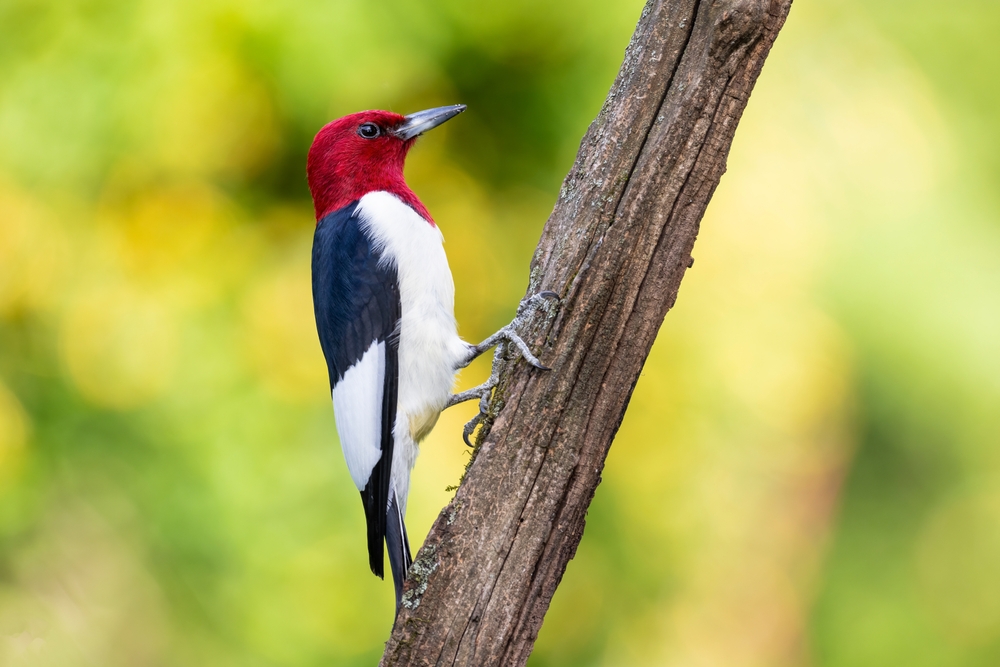 Red-headed woodpecker