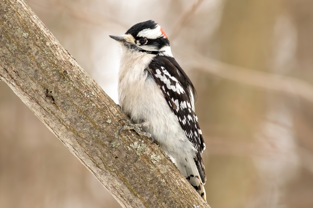 Downey Woodpecker