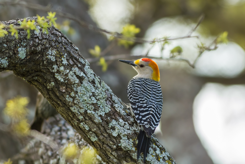 Golden-Fronted Woodpecker