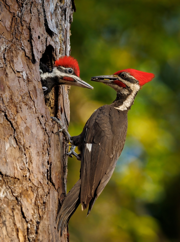 Pileated woodpecker