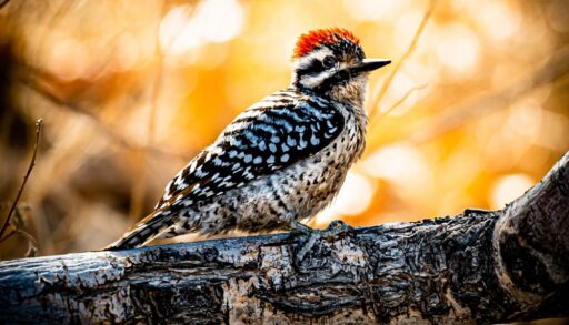 Ladder-Backed Woodpecker