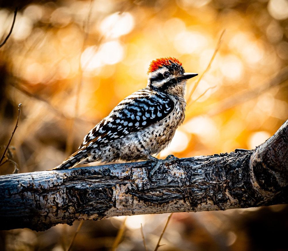 Ladder-Backed Woodpecker