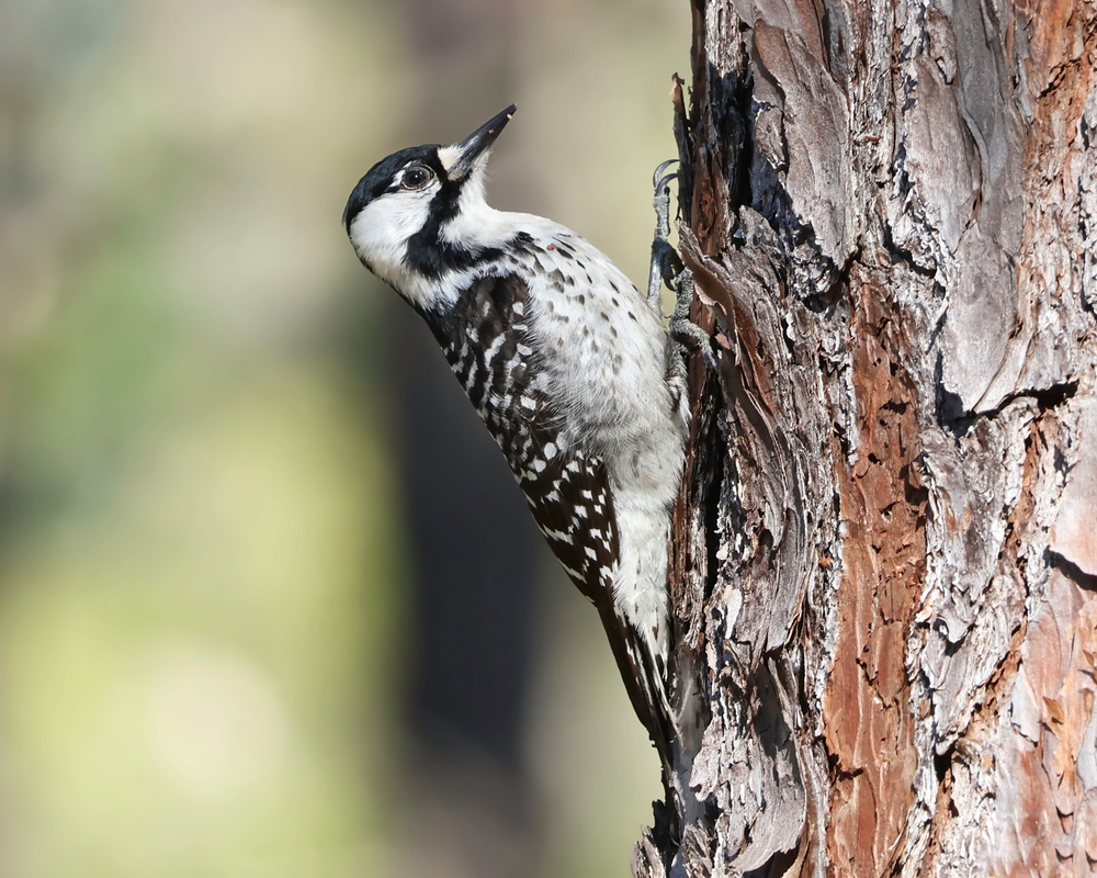 Red Cockaded Woodpecker