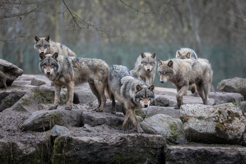 Pack of grey wolves standing on some rocks.