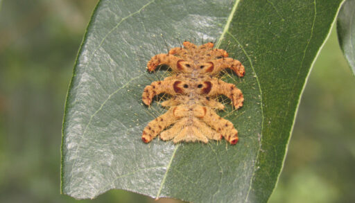 Close-up of a hag moth, or monkey sloth, on a green leaf.