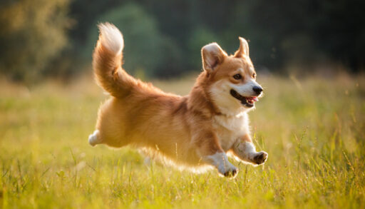Close-up of a corgi running through a field.