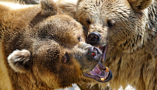 Two brown grizzly bears play-fighting with each other.