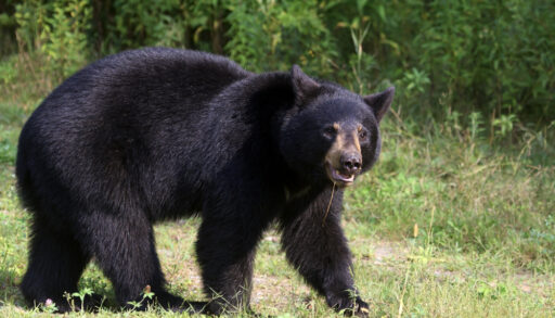 Close-up of a black bear walking in a field.