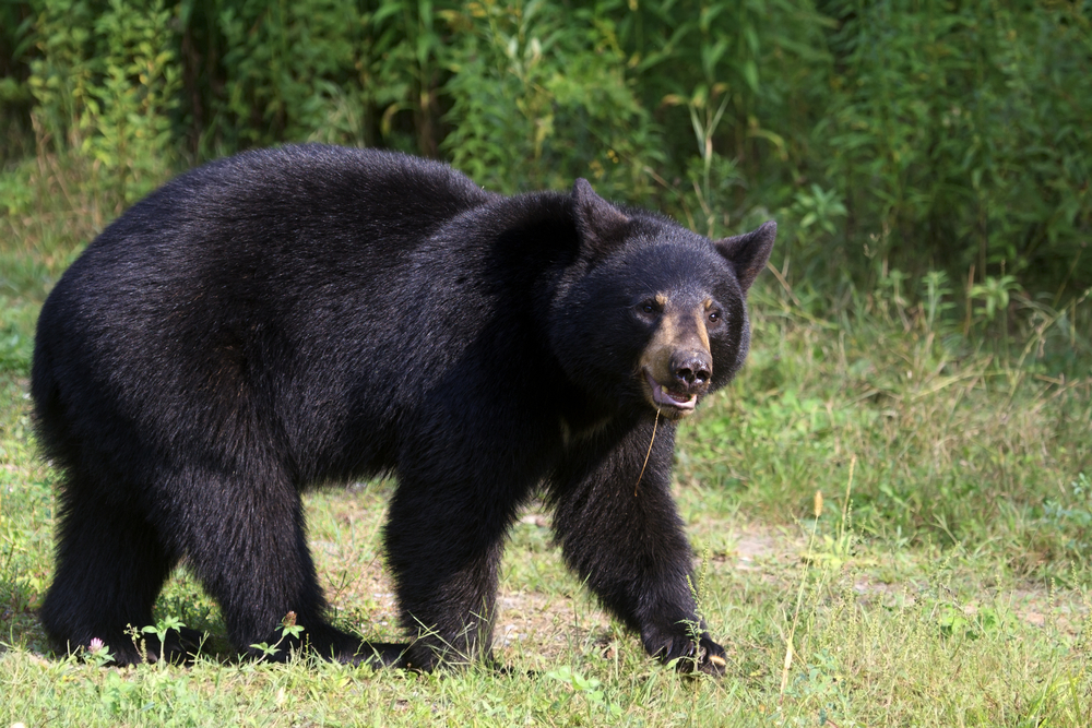 Close-up of a black bear walking in a field.