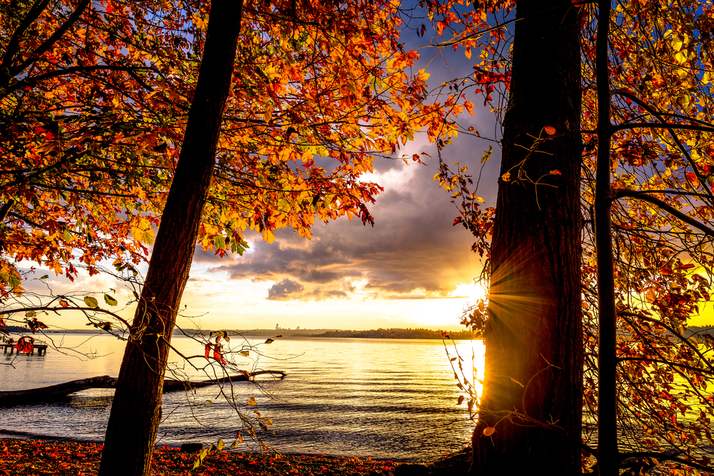 Golden sunlight shining through trees with orange leaves on Lake Washington.