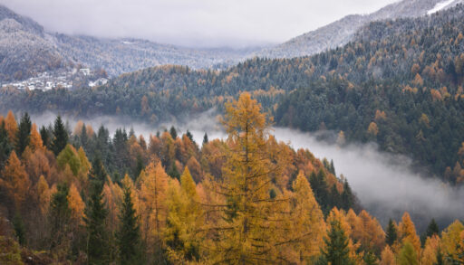 Orange-coloured trees above a mis-covered road running through the mountains.