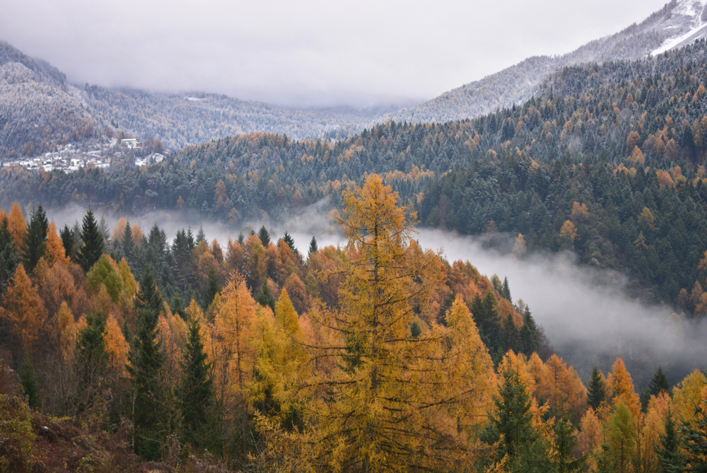 Orange-coloured trees above a mis-covered road running through the mountains.